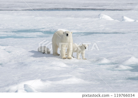 Wild polar bear (Ursus maritimus) mother and cub on the pack ice 119766034