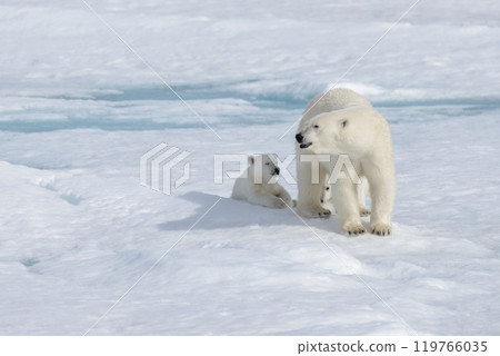 Wild polar bear (Ursus maritimus) mother and cub on the pack ice 119766035