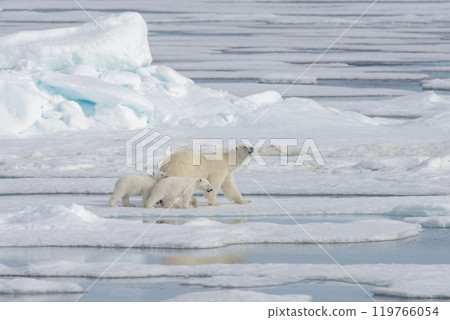 Wild polar bear (Ursus maritimus) mother and cub on the pack ice 119766054
