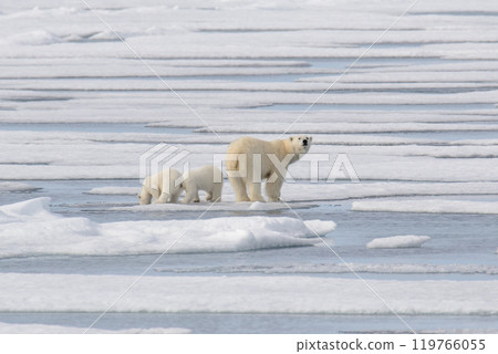 Wild polar bear (Ursus maritimus) mother and cub on the pack ice 119766055