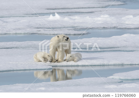Wild polar bear (Ursus maritimus) mother and cub on the pack ice 119766060