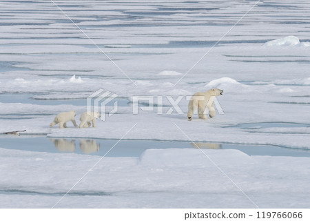 Wild polar bear (Ursus maritimus) mother and cub on the pack ice Wild polar bear (Ursus maritimus) mother and cub on the pack ice 119766066