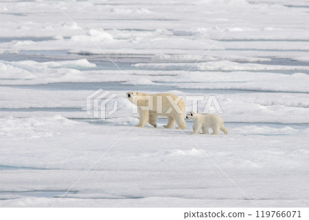Wild polar bear (Ursus maritimus) mother and cub on the pack ice 119766071
