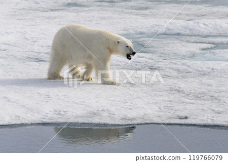 Polar bear (Ursus maritimus) on the pack ice north of Spitsbergen Island, Svalbard with reflection Polar bear (Ursus maritimus) on the pack ice north of Spitsbergen Island, Svalbard with reflection 119766079