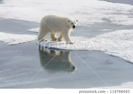 Polar bear (Ursus maritimus) on the pack  ice north of Spitsbergen Island, Svalbard with reflection 119766083