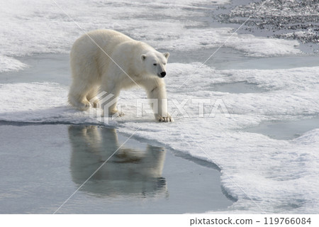 Wild polar bear on pack ice in Arctic 119766084
