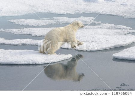 Wild polar bear on pack ice in Arctic Wild polar bear on pack ice in Arctic 119766094