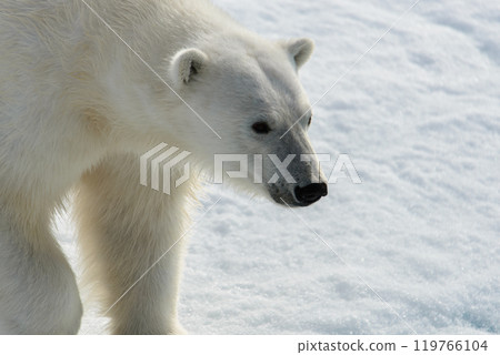 Polar bear (Ursus maritimus) on the pack  ice north of Spitsbergen Island, Svalbard, Norway, Scandinavia, Europe 119766104