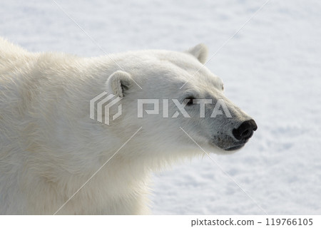 Polar bear's (Ursus maritimus) head close up Polar bear's (Ursus maritimus) head close up 119766105