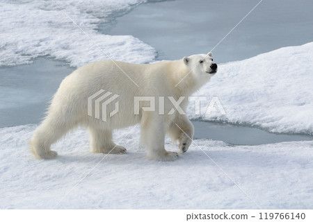 Wild polar bear on pack ice in Arctic Wild polar bear on pack ice in Arctic 119766140