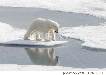 Wild polar bear on pack ice in Arctic Wild polar bear on pack ice in Arctic 119766141