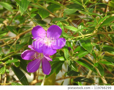 Sicono Buttan Flower Sicono Buttan Flower 119766299