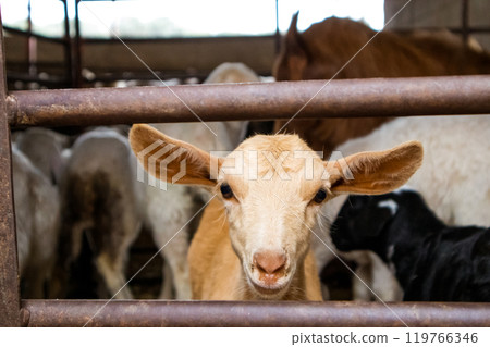A funny sheep with big ears behind a farm fence. A cute brown goat on livestock. 119766346