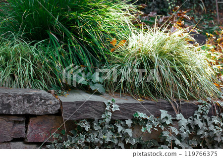 Stone layout in public park, formal botanical garden. Rocks, grasses, ivy fresh plants with green leaves are growing outdoors. Landscape design. 119766375