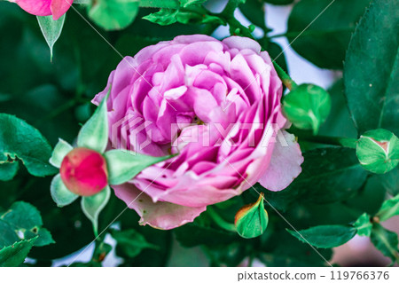 Rosen tantau lavender ice in full bloom among fresh green leaves on a rosebush in spring or summer formal garden. Lilac flowers growing in rosarium. 119766376
