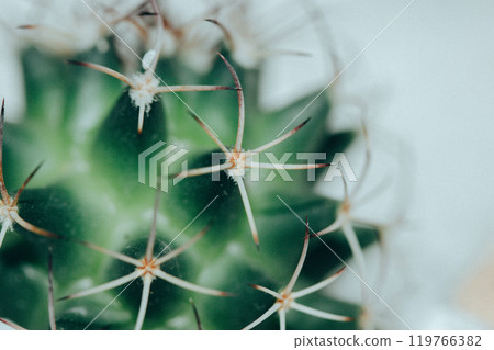 Green round-shaped potted cactus, long sharp prickles extreme close up. Macro nature. Cactus plants growing in greenhouse, garden. Desert plant. Green round-shaped potted cactus, long sharp prickles extreme close up. Macro nature. Cactus plants growing in greenhouse, garden. Desert plant. 119766382