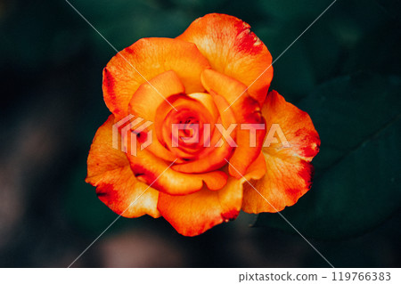 Orange rose bud in full bloom. A single rosebud top view on a dark natural backdrop. Fragrant aromatic single flower up close. Gardening, horticulture 119766383
