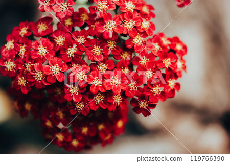 Red tiny blooms on blurred background. Macro flower. Yarrow Achillea garden medicinal flowering perennial plant. Sprawling bush with charming flowers. Red tiny blooms on blurred background. Macro flower. Yarrow Achillea garden medicinal flowering perennial plant. Sprawling bush with charming flowers. 119766390