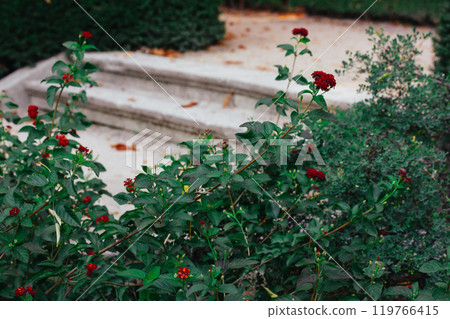 A stone antique steps behind a shrub with red flowering flower buds. A rose garden in summer day. Romantic retro floral background with pale green color leaves. Dreamlike pathway, walkway in rosarium 119766415