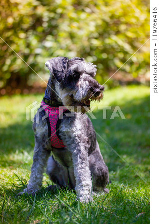 The obedient puppy Zwergschnauzer is sitting on a green lawn on nature in sunny day. Hunting, guarding dogs breed. A doggy walking outdoors. Canine animal, pet in green park, woods vertical background 119766416