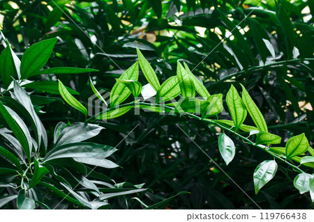 Perennial shrub with green oblong leaves growing in a shady formal botanical garden. A branch with fresh foliage. A twin of a tree, bush in sunlight. Perennial shrub with green oblong leaves growing in a shady formal botanical garden. A branch with fresh foliage. A twin of a tree, bush in sunlight. 119766438
