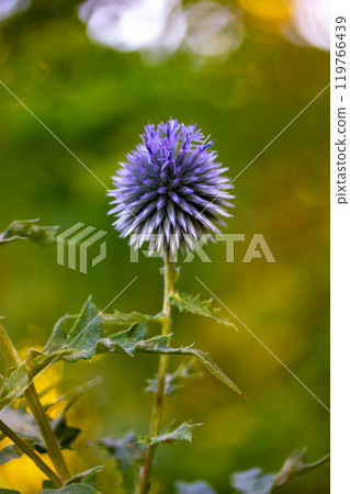 Small globe thistle or Echinops ritro flowering plant in shape of round purple-blue ball on green natural background. Growing flowers in a summer garden, floriculture. Wild flower wallpaper copy space Small globe thistle or Echinops ritro flowering plant in shape of round purple-blue ball on green natural background. Growing flowers in a summer garden, floriculture. Wild flower wallpaper copy space 119766439