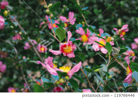 A lot of pink camellia flowers in full bloom growing on a bush in spring garden. Summertime orchard. Floral postcard. Blossom of Camellia Japonica. 119766446