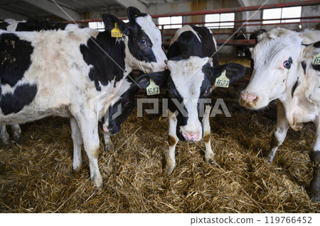 Curious calves are standing on the hay in the farm room Curious calves are standing on the hay in the farm room 119766452