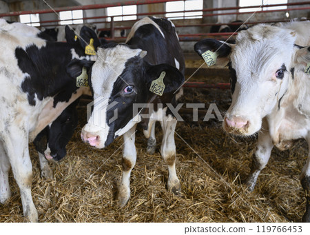 Curious calves are standing on the hay in the farm room 119766453