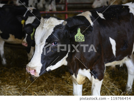 Curious calf stands on the hay in the farm room Curious calf stands on the hay in the farm room 119766454