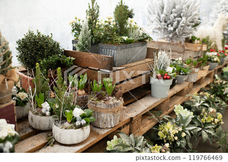 Different Christmas composition in a pots Different Christmas composition in a pots 119766469