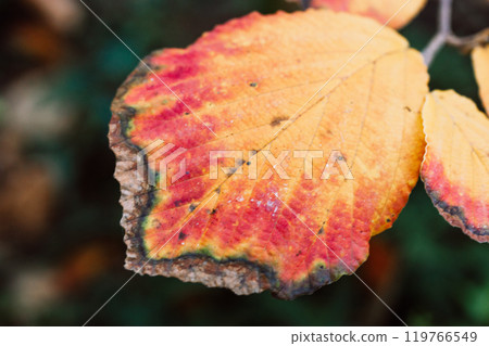 Yellow and red autumnal leaf on a twig. Pigmentation of leaves in a fall park. Dry yellowed leaf grows on a tree branch in a botanical garden, park, forest, woods. Macro shot of nature and leaf veins. Yellow and red autumnal leaf on a twig. Pigmentation of leaves in a fall park. Dry yellowed leaf grows on a tree branch in a botanical garden, park, forest, woods. Macro shot of nature and leaf veins. 119766549