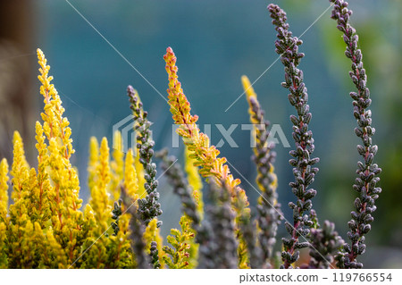 Yellow flowering heather plants outdoors. Calluna vulgaris blooms. Autumnal wild growing or decorative garden plant in full bloom Defocused background Yellow flowering heather plants outdoors. Calluna vulgaris blooms. Autumnal wild growing or decorative garden plant in full bloom Defocused background 119766554