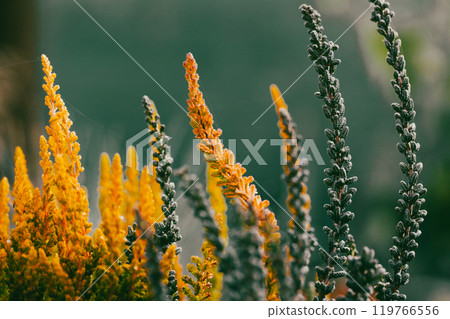 Yellow flowering heather plants outdoors. Calluna vulgaris blooms. Autumnal wild growing or decorative garden plant in full bloom Defocused background Yellow flowering heather plants outdoors. Calluna vulgaris blooms. Autumnal wild growing or decorative garden plant in full bloom Defocused background 119766556