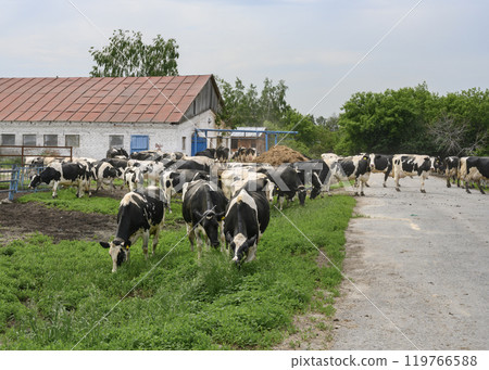 Holstein cows left the farm building for a walk Holstein cows left the farm building for a walk 119766588