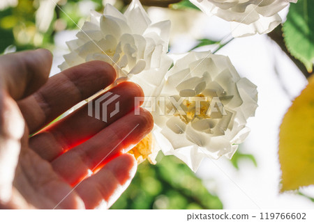 A gardener's hand reaches for a white tea rose bud among the many roses on a blossoming shrub in the rose garden, rosarium in sunlight. Summer flower 119766602