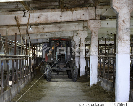 A tractor delivers food around the farm while the cows are out for a walk A tractor delivers food around the farm while the cows are out for a walk 119766611