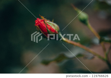 Single closed red rosebud closeup on blurred green background. Floral postcard. Minimalistic wallpaper with flowering rose shrub in summer garden. Single closed red rosebud closeup on blurred green background. Floral postcard. Minimalistic wallpaper with flowering rose shrub in summer garden. 119766626