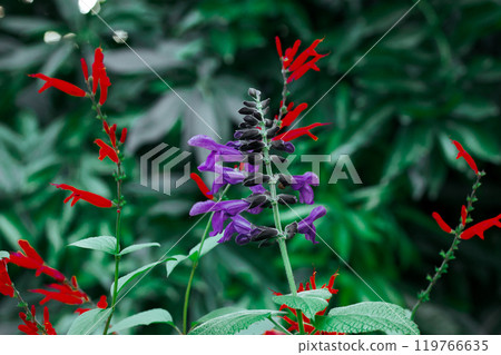 Brazilian anisesage. Salvia guaranitica on deep green background. Tiny violet and red flowers growing in a tropical botanical garden. Small flower buds in bloom. Perennials plants bloom Dark key photo Brazilian anisesage. Salvia guaranitica on deep green background. Tiny violet and red flowers growing in a tropical botanical garden. Small flower buds in bloom. Perennials plants bloom Dark key photo 119766635