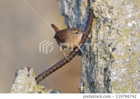 Generated image 119766742