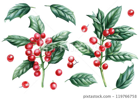 Watercolor Christmas elements with holly, evergreen branches, red berries isolated white background. Retro ornaments 119766758