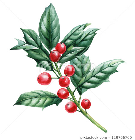 Botanical watercolor classic holly, vintage lush winter greenery and red berries isolated, Christmas decoration branch 119766760