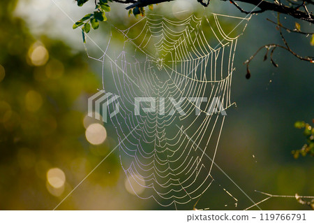 Various autumn webs Various autumn webs 119766791
