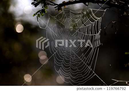 Various autumn webs Various autumn webs 119766792