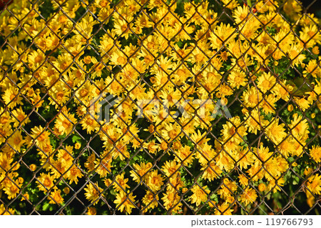 yellow globe-shaped chrysanthemum yellow globe-shaped chrysanthemum 119766793