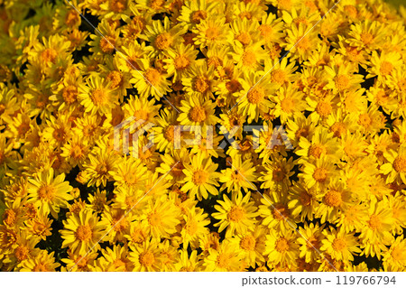 yellow globe-shaped chrysanthemum yellow globe-shaped chrysanthemum 119766794