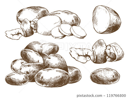 Potatoes whole, half, cut, peeled and wedges. Set o isolated elements graphic illustration hand drawn in brown ink. EPS vector on the theme of harvest cooking, food, packaging, vegetable shop Potatoes whole, half, cut, peeled and wedges. Set o isolated elements graphic illustration hand drawn in brown ink. EPS vector on the theme of harvest cooking, food, packaging, vegetable shop 119766800