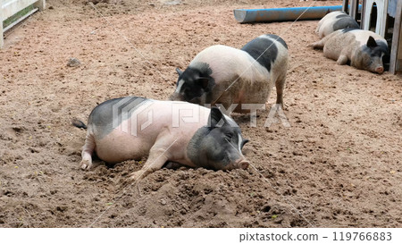 Pigs and daily activities Pigs and daily activities 119766883