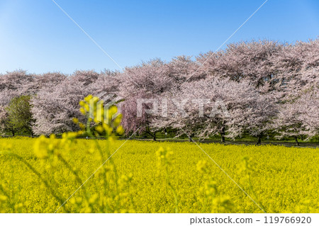 埼玉縣佐手市權現堂公園權現堂堤壩沿岸的櫻花樹和油菜花 119766920