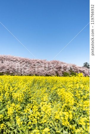Cherry blossom trees and rape blossoms along Gongendo Embankment, Gongendo Park, Satte City, Saitama Prefecture Cherry blossom trees and rape blossoms along Gongendo Embankment, Gongendo Park, Satte City, Saitama Prefecture 119766932